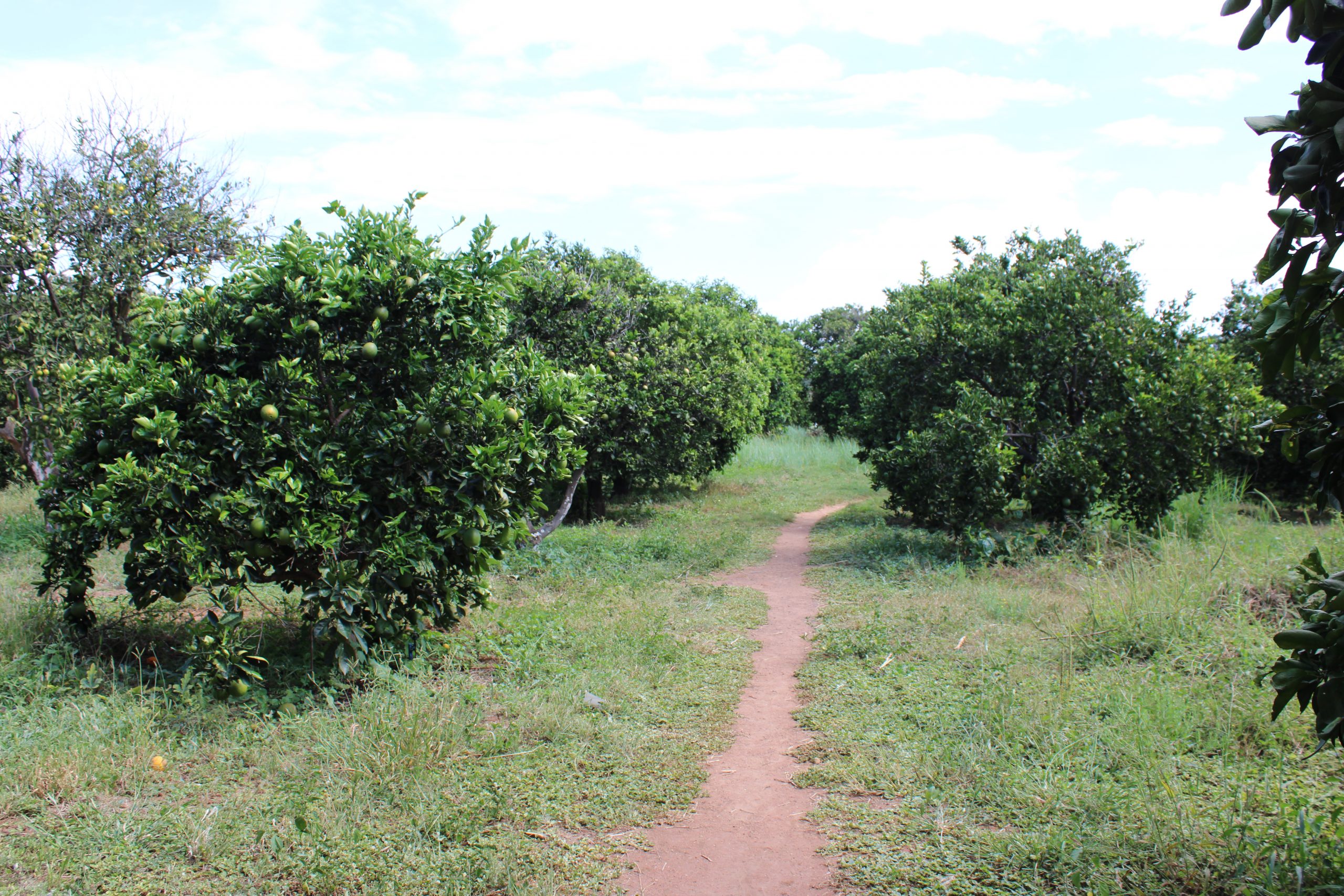 Orange orchards