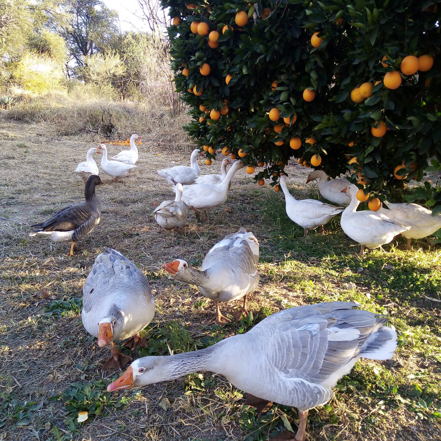 Fifteen or more geese eating the fruit and insects under an orange tree.