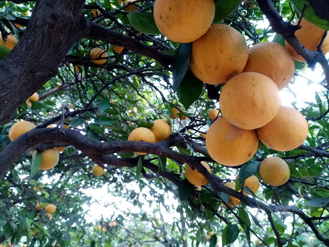 Ruby Star Grapefruit