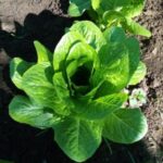 Nursery Lettuce