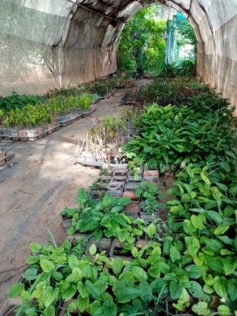 Cuttings Propagation